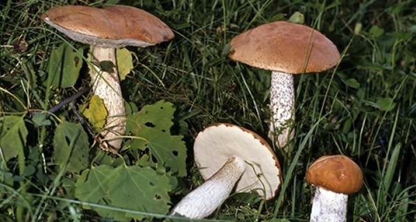 На севере Ровенщины грибы фонят радиацией 