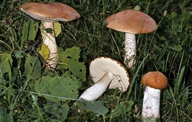 На севере Ровенщины грибы фонят радиацией 
