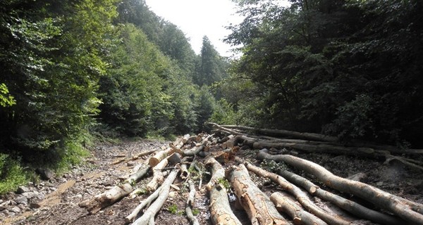 В 2015 году незаконно было вырублено 24 тыс. кубометров леса