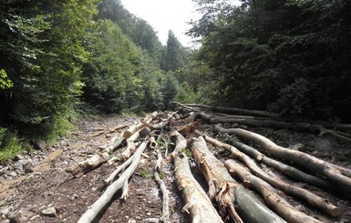 В 2015 году незаконно было вырублено 24 тыс. кубометров леса