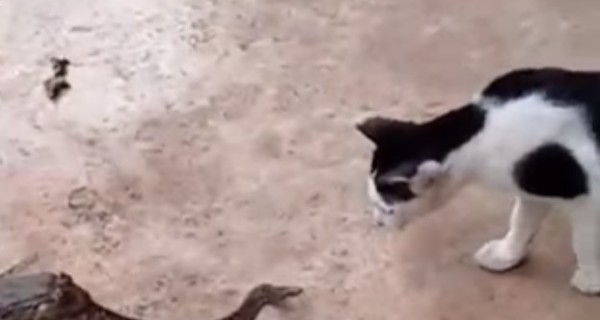 Полусъеденная жабой змея атаковала кота