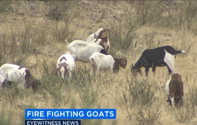 В Калифорнии козы помогают бороться с лесными пожарами