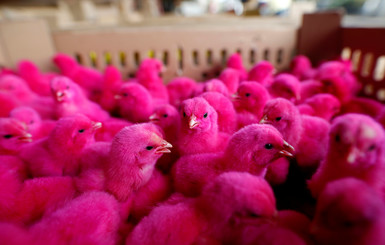 В Индонезии стали массово окрашивать цыплят