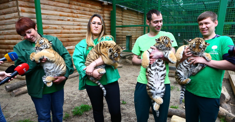 В Харькове похвастались новорожденными тигрятами и носухами