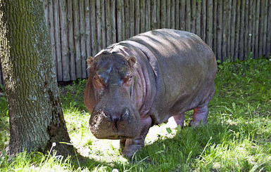 В Киевском зоопарке умерла самая старая бегемотиха в мире 