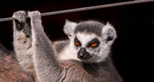 В Черкассах украли лемура из зоопарка