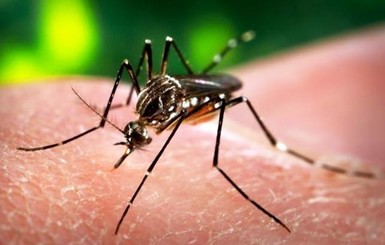Комаров с вирусом Зика будут уничтожать с помощью другой заразы