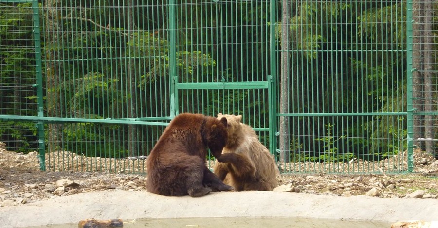 ДиКаприо поможет украинским медведям?