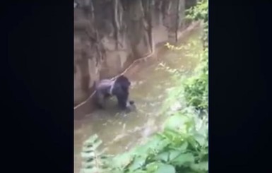 В США убили гориллу, которая напала на ребенка
