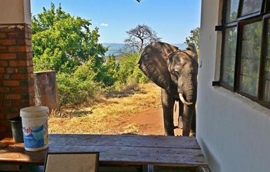 В Зимбабве раненый слон пришел лечиться к людям