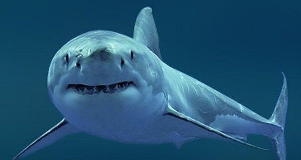В Австралии пятиметровая акула загрызла женщину-дайвера