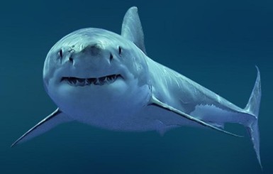 В Австралии пятиметровая акула загрызла женщину-дайвера