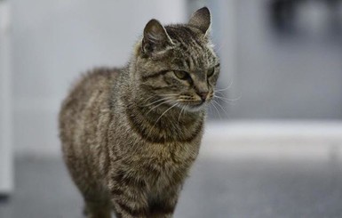 Умерла кошка, которая съела в аэропорту Владивостока деликатесов на 60 тысяч рублей