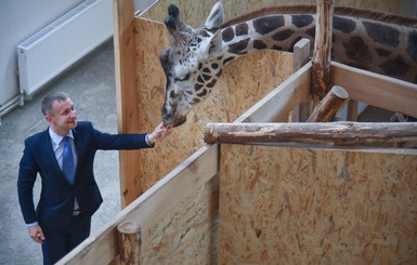 В Одессе открывается новый зоопарк с жирафом и шимпанзе  