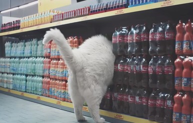 Интернет взорвал видеоклип с кошками в супермаркете
