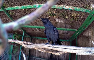 В харьковском зоопарке вороны человеческим языком требуют еду