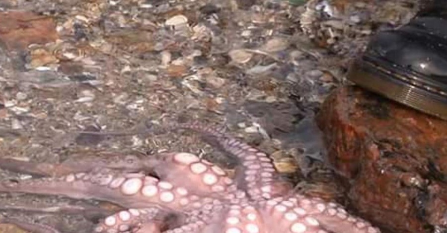 В Черном море завелись осьминоги
