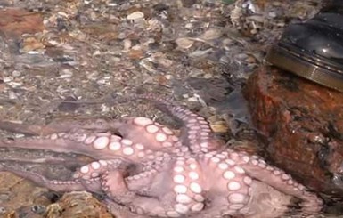 В Черном море завелись осьминоги