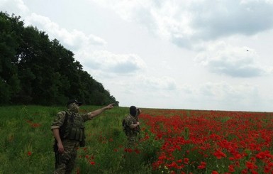 Маковое поле под Харьковом 