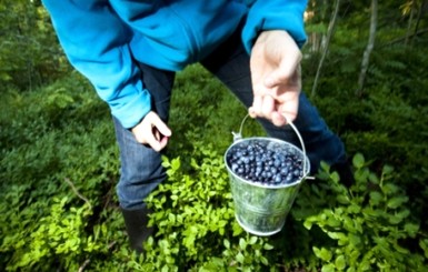 Ровенчанам разрешили собирать ягоды и грибы в Беларуси