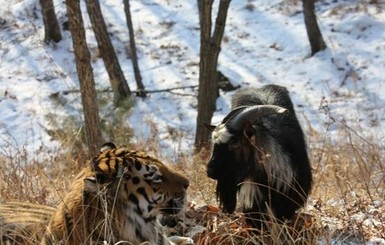 Экс-сотрудница зоопарка: Амур и Тимур никогда не дружили - это был лишь пиар