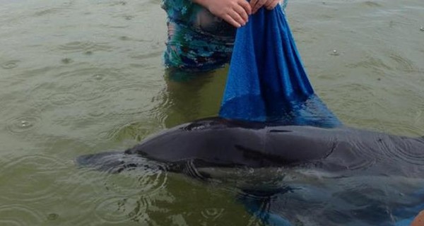 В Николаеве спасли дельфина, приплывшего к берегу искать погибшую пару
