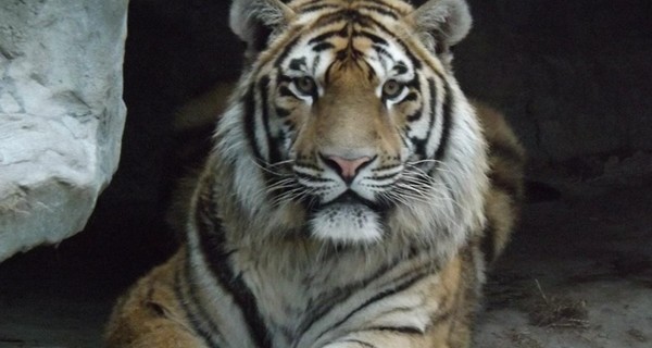 В Испании тигр убил сотрудницу зоопарка 