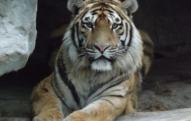 В Испании тигр убил сотрудницу зоопарка 