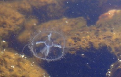 В Каховском водохранилище поселились медузы