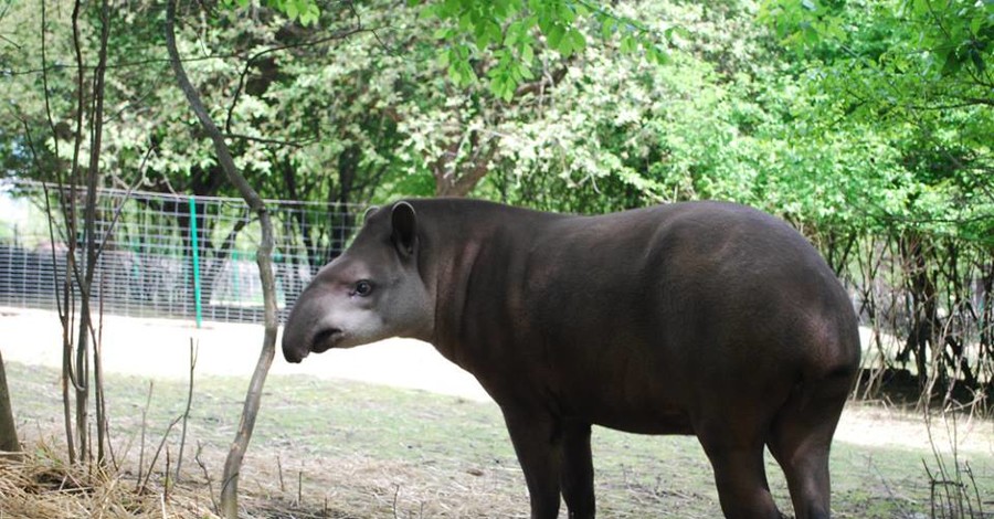 В Ровенском зоопарке поселился единственный в Украине родственник носорогов