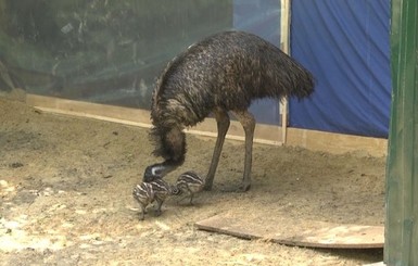 Полтавский страус-переселенец отказал самке в любви - дети еще не выросли!
