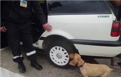 На Закарпатье неизвестные убили  собаку, нашедшую контрабанды на 2 миллиона