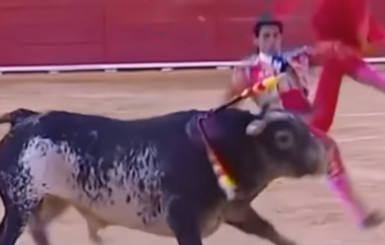 В Испании впервые за последние 30 лет бык убил тореадора 