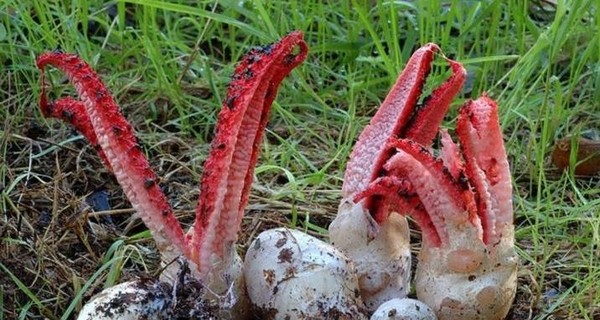 Под Ужгородом нашли грибы-каракатицы