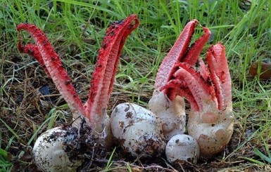 Под Ужгородом нашли грибы-каракатицы