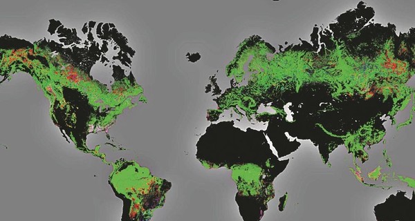 Ученые пересчитали все деревья на земле