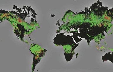 Ученые пересчитали все деревья на земле