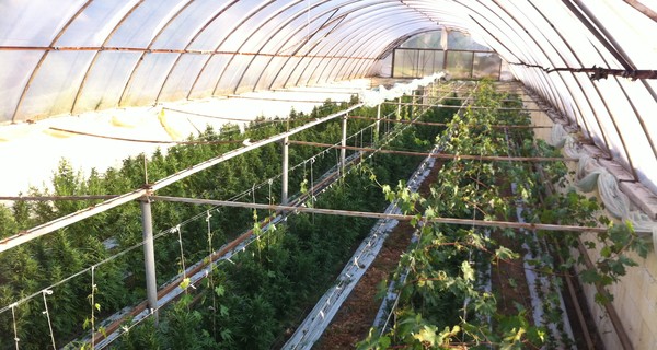 Под Мелитополем нашли элитные парники с коноплей на 15 миллионов гривен