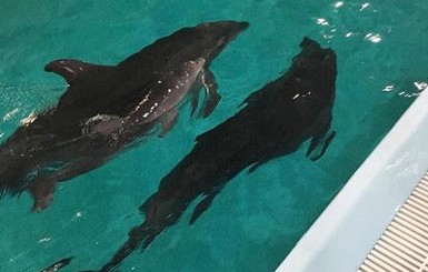 На Львовщине родился 20-килограмовый дельфиненок