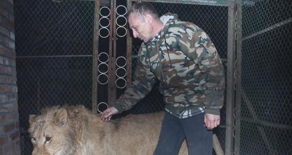 В Хмельницком семейство львов наводит страх на грабителей