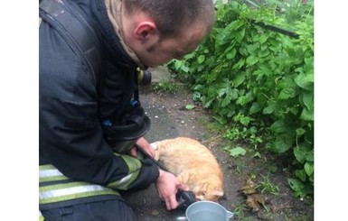 Пожарные откачали спасенного из пламени кота
