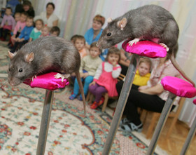 В Крыму раскупили всех крыс 