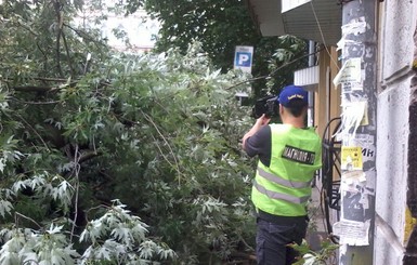 В Киеве дерево упало на машины, где находились люди