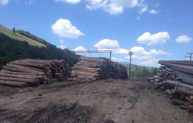На Львовщине сотрудники лесхозов разворовали леса на 6,5 миллионов гривен
