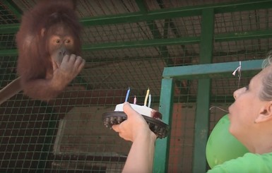Орангутанг Понночка праздновала день рождения с юбкой на голове