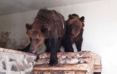 В Луцке оголодавших медведей спасают от жары мороженым