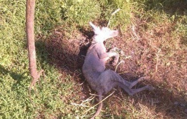 Хмельницкий охотник убил у себя во дворе чупакабру