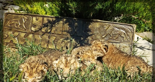 Под Запорожьем новорожденные львята показали себя хищниками