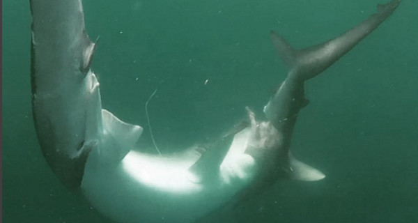 Рыбак заснял момент эпической битвы разных видов акул