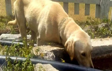 В Мексике пес добывал воду воду и грел раненого подростка